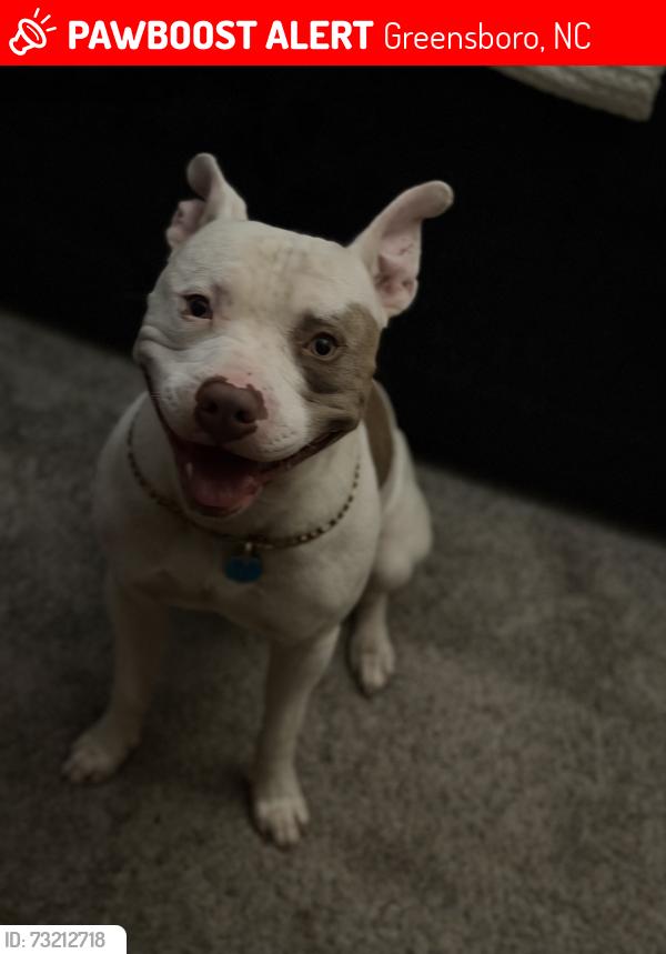 Lost Male Dog last seen Beckwith Dr, Tower Rd, Muris Chapel, Dolley Madison, Greensboro, NC 27410