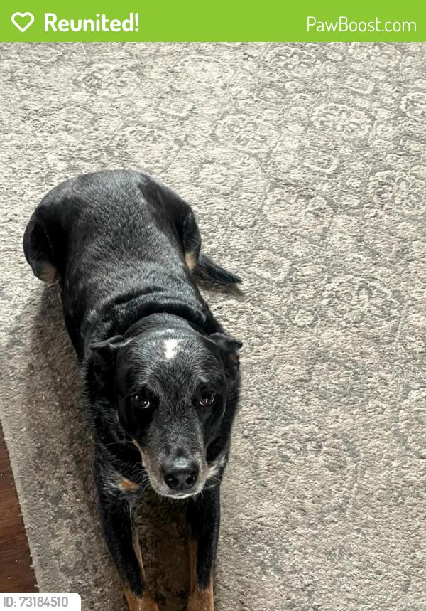 Reunited Female Dog last seen Cedar & Redwood Roads, Shiloh, Shiloh, PA 17408
