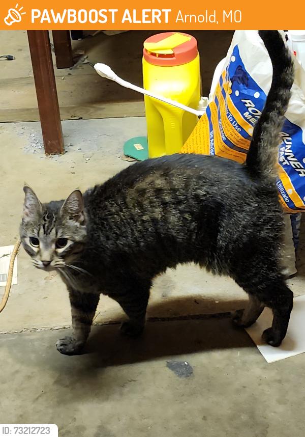 Found/Stray Unknown Cat last seen Arnold Tenbrook, Arnold, MO 63010