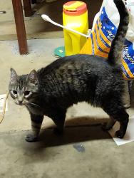 Found/Stray Unknown Cat last seen Arnold Tenbrook, Arnold, MO 63010