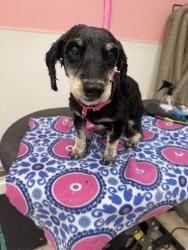Found/Stray Male Dog last seen Circle K, Monroe, NC 28079
