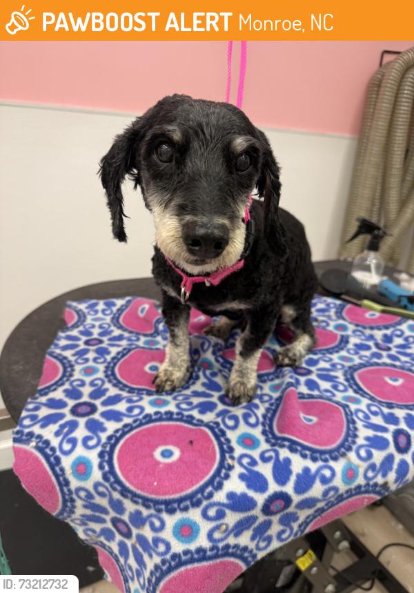 Found/Stray Male Dog last seen Circle K, Monroe, NC 28079