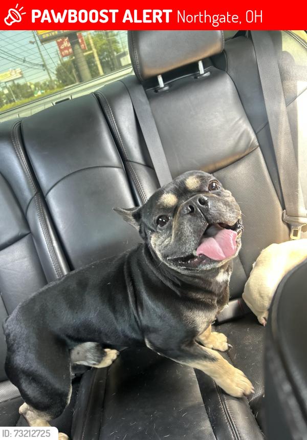 Lost Male Dog last seen Menominee & Grosvenor, Northgate, OH 45251