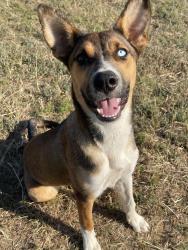 Found/Stray Female Dog last seen Whitehurst Dr, Harrison County, TX 75602