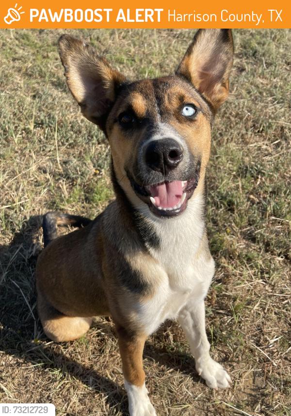 Found/Stray Female Dog last seen Whitehurst Dr, Harrison County, TX 75602