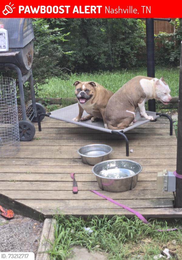 Lost Female Dog last seen Kings ln Clarksville pike, Nashville, TN 37218