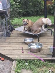 Lost Female Dog last seen Kings ln Clarksville pike, Nashville, TN 37218