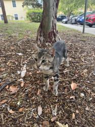 Found/Stray Unknown Cat last seen CLARCONA GROVE apmt, Orlando, FL 32810