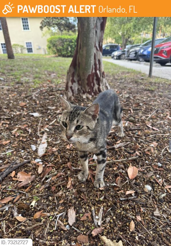 Found/Stray Unknown Cat last seen CLARCONA GROVE apmt, Orlando, FL 32810