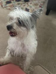 Reunited Unknown Dog last seen Near Guinness dr Mcleansville nc 27301, McLeansville, NC 27301
