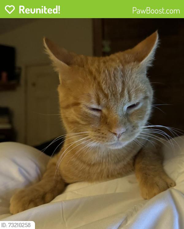 Reunited Male Cat last seen Rolling Hills, Winston-Salem, NC 27104