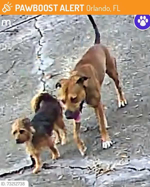 Found/Stray Male Dog last seen Delta Leah Drive, Orlando, FL 32818