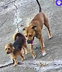 Found/Stray Male Dog last seen Delta Leah Drive, Orlando, FL 32818