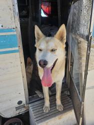Found/Stray Male Dog last seen R6 and 137th east, Los Angeles County, CA 93591