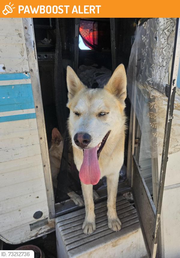 Found/Stray Male Dog last seen R6 and 137th east, Los Angeles County, CA 93591