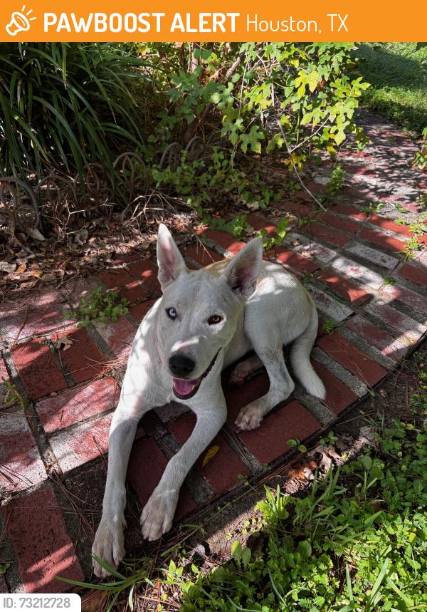 Found/Stray Male Dog last seen Fairbanks and West Rd, Houston, TX, Houston, TX 77064