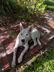 Found/Stray Male Dog last seen Fairbanks and West Rd, Houston, TX, Houston, TX 77064