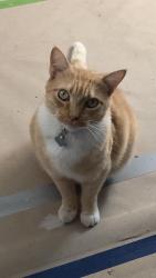 Reunited Male Cat last seen Sparklett St & Pal Mal, Temple City, CA 91780