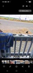 Found/Stray Male Dog last seen Mission/Eel River Dr., Loleta, CA 95551