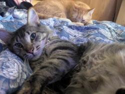 Lost Male Cat last seen Road P and johnson st, Wiggins, CO 80654