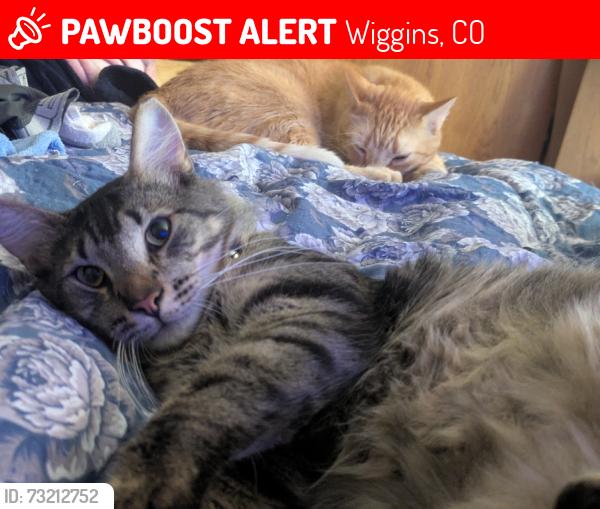 Lost Male Cat last seen Road P and johnson st, Wiggins, CO 80654