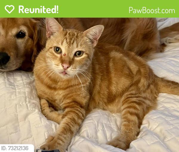 Reunited Male Cat last seen Bay Terrace, North Bay Village, FL 33141
