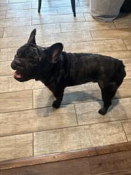 Lost Male Dog last seen Curtis, Garland, TX 75040