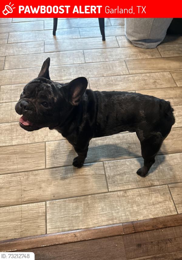 Lost Male Dog last seen Curtis, Garland, TX 75040