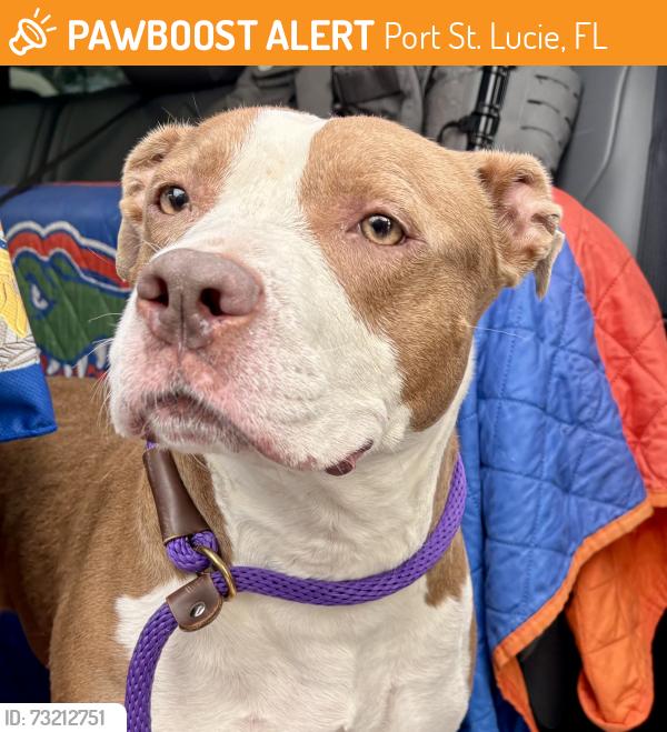 Found/Stray Female Dog last seen Port St Lucie, Port St. Lucie, FL 34986
