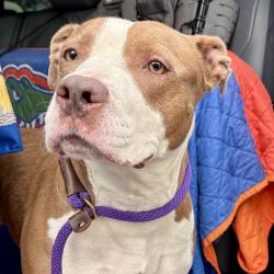 Found/Stray Female Dog last seen Port St Lucie, Port St. Lucie, FL 34986