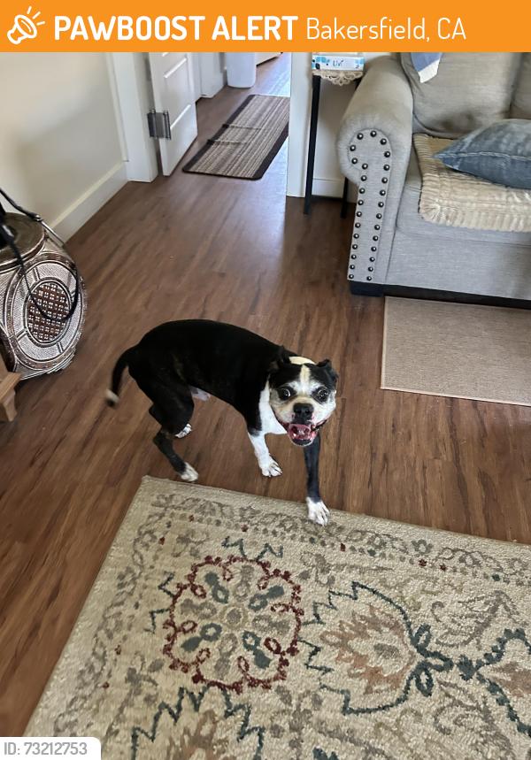 Found/Stray Male Dog last seen Patton way and Olive Drive, Bakersfield, CA 93312