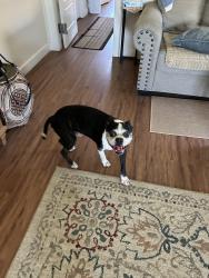Found/Stray Male Dog last seen Patton way and Olive Drive, Bakersfield, CA 93312