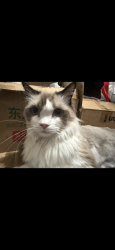 Reunited Male Cat last seen 41-90 Frame Pl, Queens, NY 11355