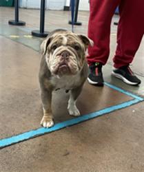 Shelter Stray Female Dog last seen , 14409 Vanowen St, Van Nuys, CA 91405, USA