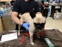 Shelter Stray Male Dog last seen Near BLOCK MURI AVE, 6851 Van Buren Boulevard, Jurupa Valley, CA 92509, USA