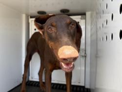 Shelter Stray Female Dog last seen Near BLOCK MUNDO AVE, PERRIS, CA, 6851 Van Buren Boulevard, Jurupa Valley, CA 92509, USA