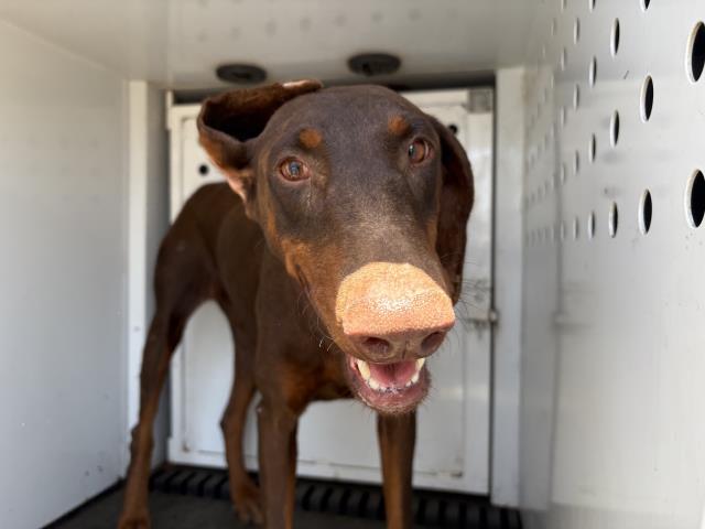 Shelter Stray Female Dog last seen Near BLOCK MUNDO AVE, PERRIS, CA, 6851 Van Buren Boulevard, Jurupa Valley, CA 92509, USA