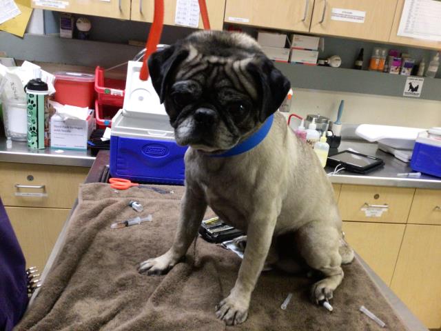 Shelter Stray Male Dog last seen ROCKINGHAM LOOP, JURUPA VALLEY, CA, 6851 Van Buren Boulevard, Jurupa Valley, CA 92509, USA