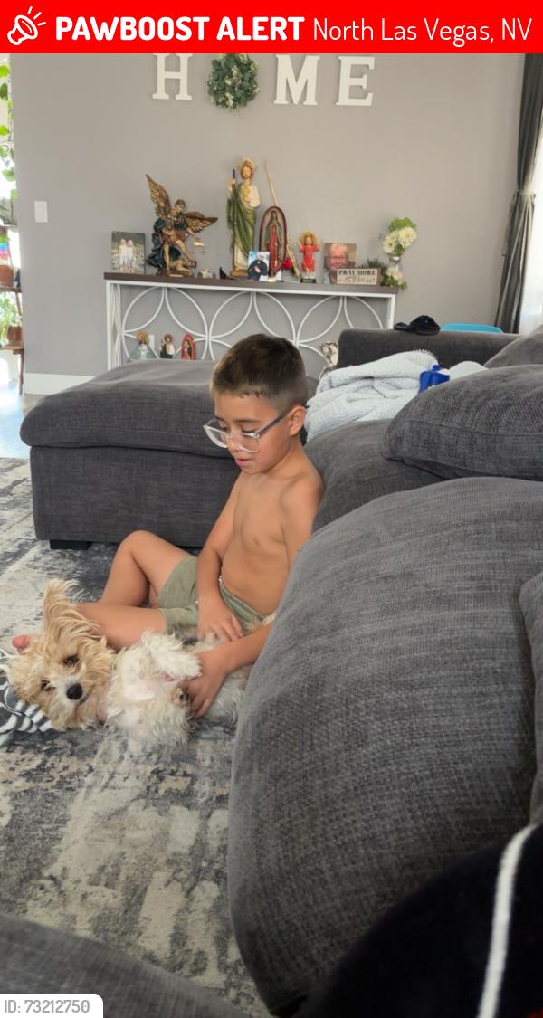 Lost Female Dog last seen Quail creek and Gowan, North Las Vegas, NV 89032