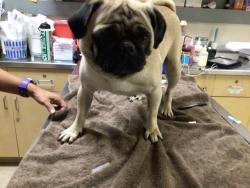 Shelter Stray Female Dog last seen ROCKINGHAM LOOP, JURUPA VALLEY, CA, 6851 Van Buren Boulevard, Jurupa Valley, CA 92509, USA