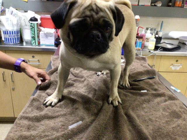 Shelter Stray Female Dog last seen ROCKINGHAM LOOP, JURUPA VALLEY, CA, 6851 Van Buren Boulevard, Jurupa Valley, CA 92509, USA