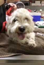 Shelter Stray Male Dog last seen VAN BUREN/VICTORIA, RIVERSIDE, CA, 6851 Van Buren Boulevard, Jurupa Valley, CA 92509, USA