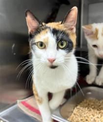 Shelter Stray Female Cat last seen LAUREL AVE & E 2ND ST, 130 Beyer Way, Chula Vista, CA 91911, USA