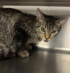 Shelter Stray Female Cat last seen LAUREL AVE & E 2ND ST, 130 Beyer Way, Chula Vista, CA 91911, USA