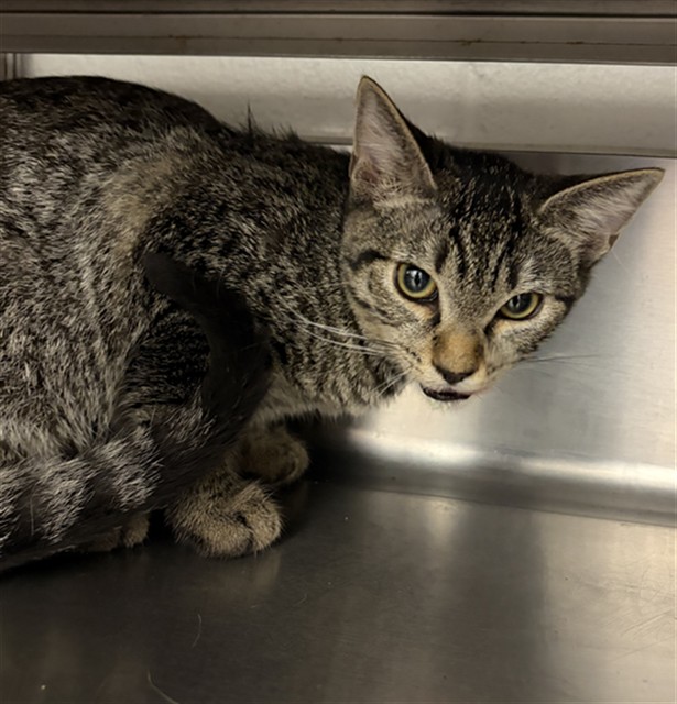 Shelter Stray Female Cat last seen LAUREL AVE & E 2ND ST, 130 Beyer Way, Chula Vista, CA 91911, USA