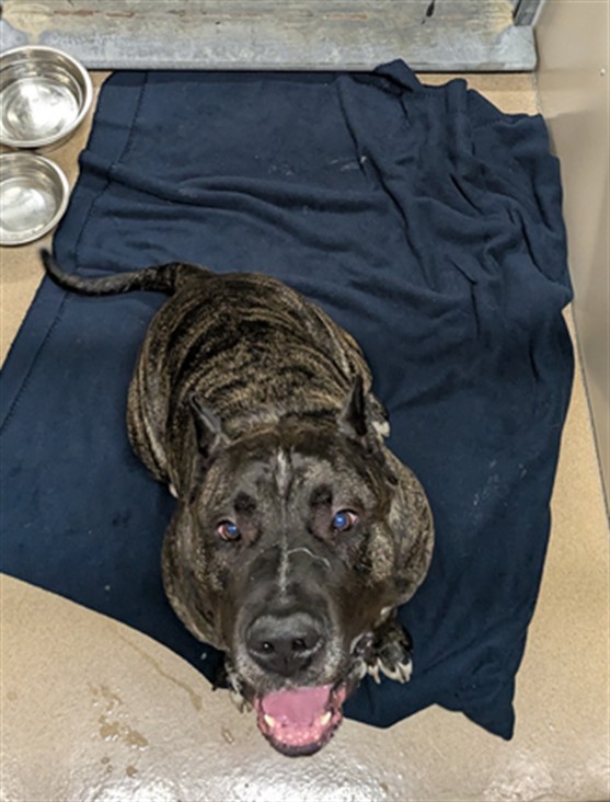 Shelter Stray Male Dog last seen , 16 Barnes Ct, Hayward, CA 94544, USA