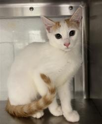 Shelter Stray Male Cat last seen LAUREL AVE & E 2ND ST, 130 Beyer Way, Chula Vista, CA 91911, USA