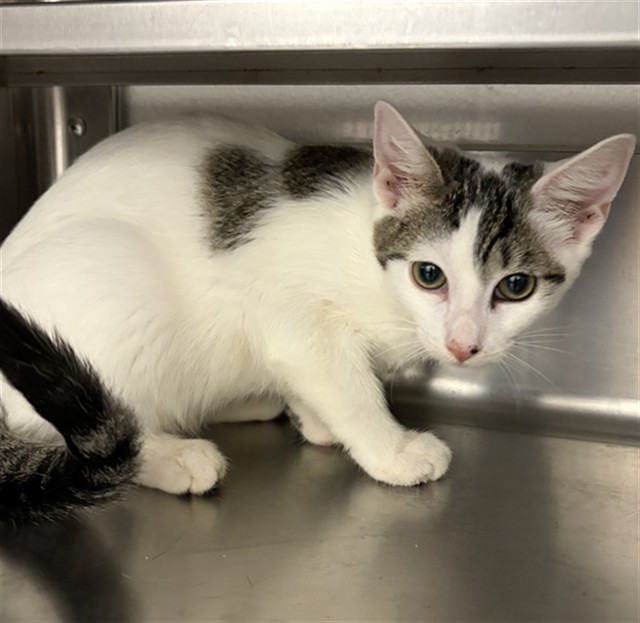Shelter Stray Female Cat last seen LAUREL AVE & E 2ND ST, 130 Beyer Way, Chula Vista, CA 91911, USA