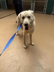 Shelter Stray Male Dog last seen CHATEAU WAY & CENTRAL AVE, 130 Beyer Way, Chula Vista, CA 91911, USA