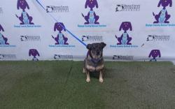 Shelter Stray Male Dog last seen , 2769 Conroy Rd, Orlando, FL 32839, USA